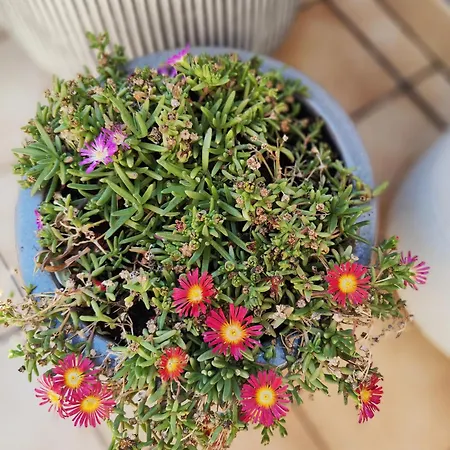 Apartamento La Souleyado A Minutes 5 Minutes A Pieds, 2 Belles Terrasses Le Lavandou