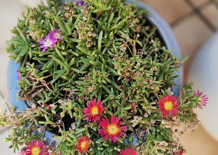 Appartement La Souleyado à Minutes 5 Minutes à Pieds, 2 Belles Terrasses Le Lavandou